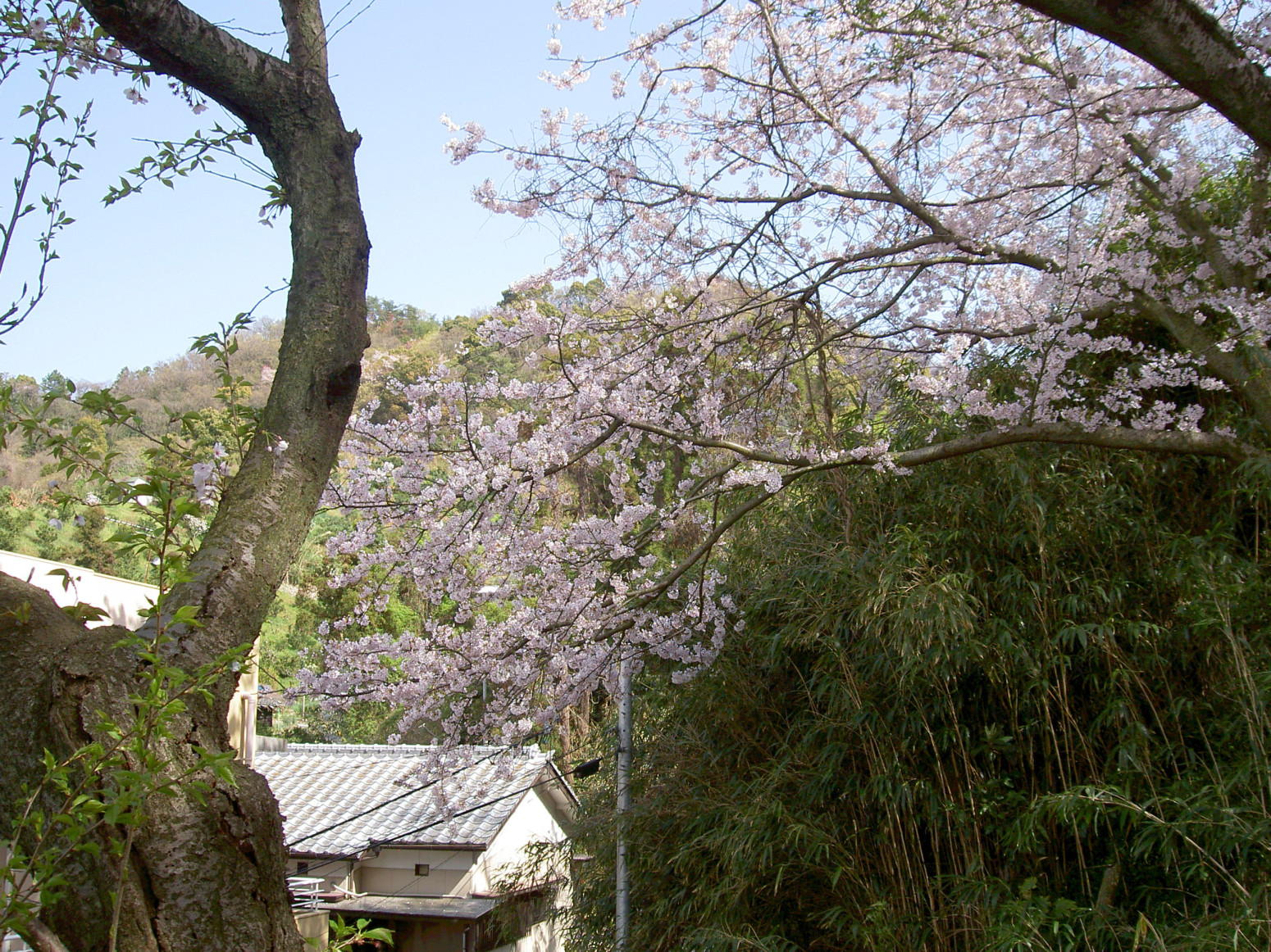 瀬戸の島々　興居島の桜