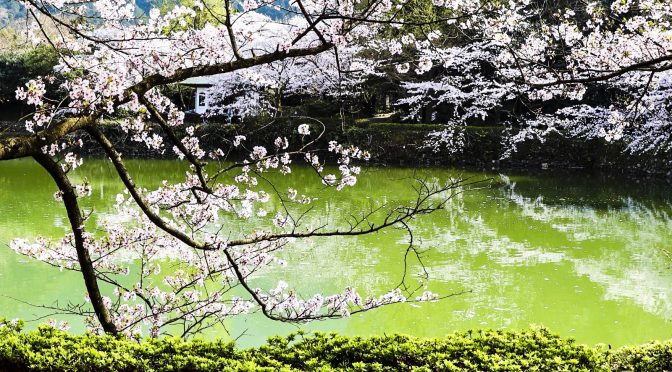 旧廣瀬庭園の桜（愛媛県新居浜市）を投稿します